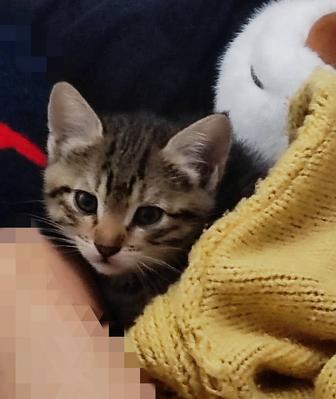 Котенок девочка 1,5 месяца