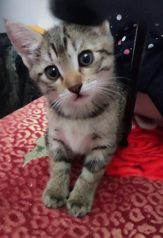 Котенок девочка 1,5 месяца