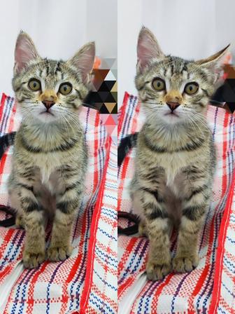 Котенок девочка 2 месяца