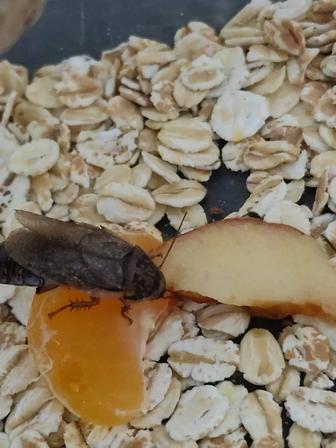 Мраморные тараканы