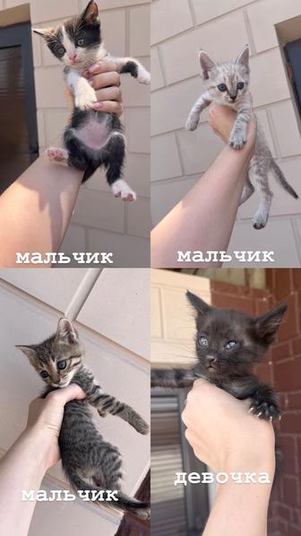 Отдам котят в хорошие руки