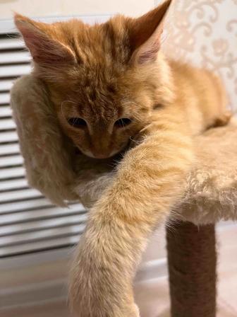 Отдам котенка бесплатно