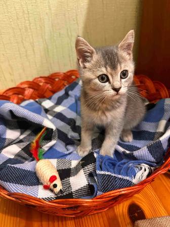 Продам котенка