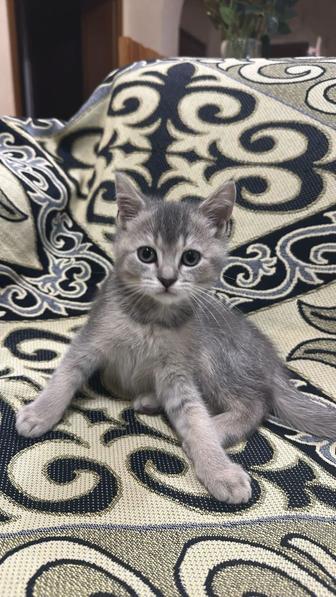 Продам котенка