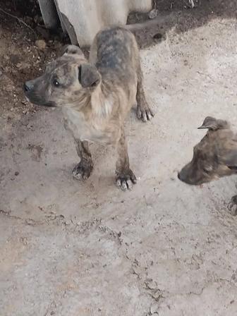 Отдам щенков (мать питбуль)