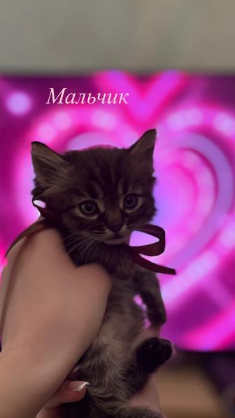 Отдаем котят в добрые руки