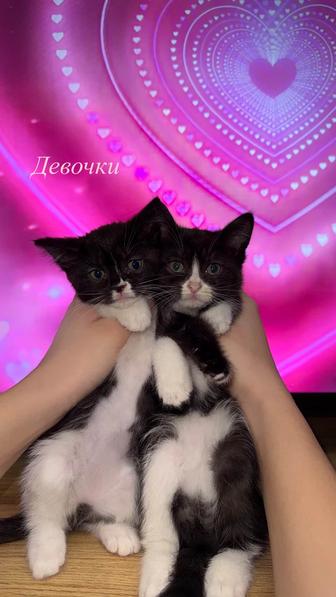 Отдаем котят в добрые руки