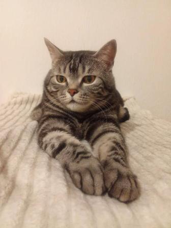Отдам кота и кошек ответственным людям