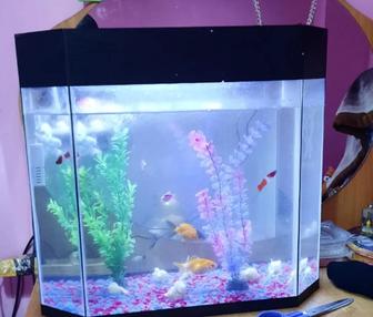 Продам ухоженный аквариум с рыбками.
В хорошем состоянии, чистый.