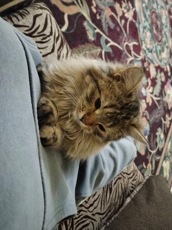 Кошечка молодая 2 годика