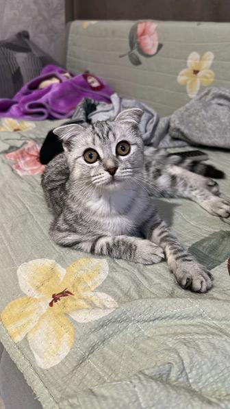 Продам котенка в хорошие руки девочка шотландская