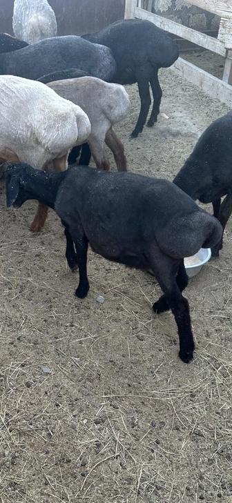 Қой сатылады