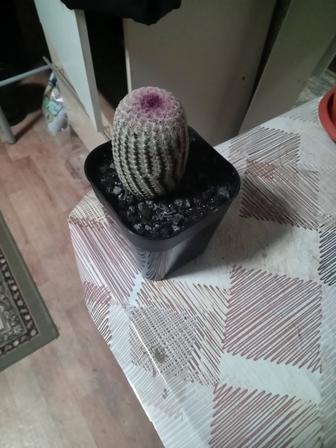 продам кактус коллекционный цветущий