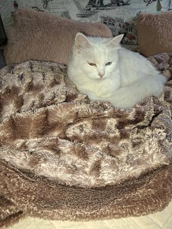 Отдам кошку