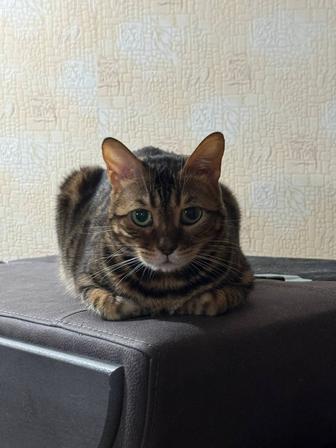 Отдам кошку в хорошие и заботливые руки шкаф стол