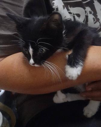 Получены все прививки! Котенок мальчик