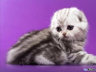 вислоушки котята котенок