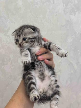 вислоушки котята котенок
