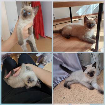 Тайские котята мальчики