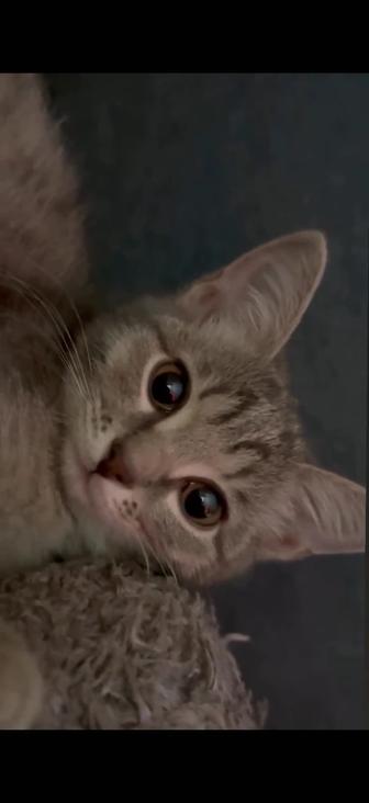 Котенок 6 месячный