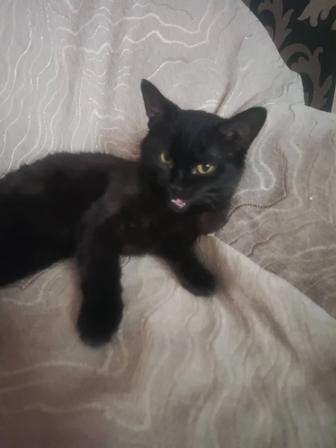 Котенок в хорошие руки