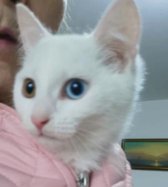Котенок разноглазка ищет семью