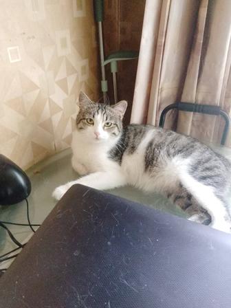 Отдам котика в добрые руки!