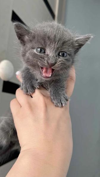 Британские котята