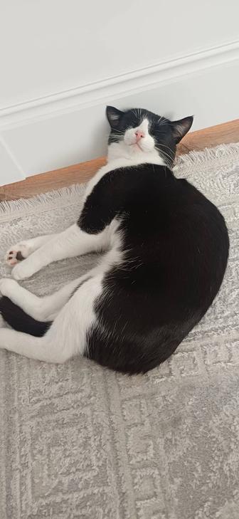 Котик бесплатно
