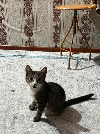 Отдам котенка в добрые руки