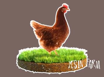 Инкубационные яйца несушка ломан браун для вашего хозяйства