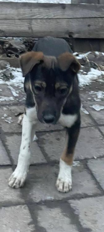 Отдам щенка девочку красивую