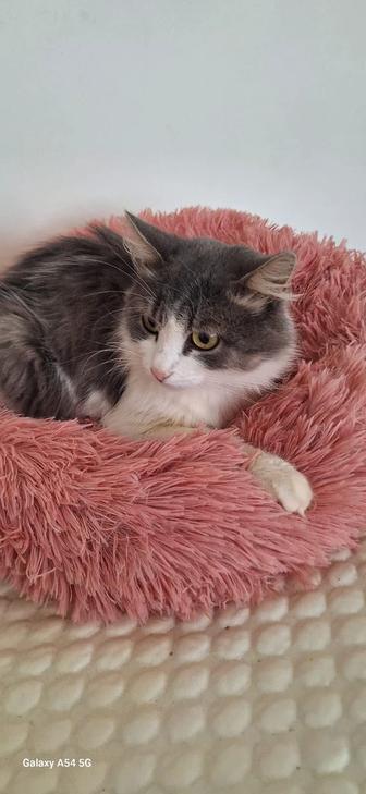 Кошка в добрые руки