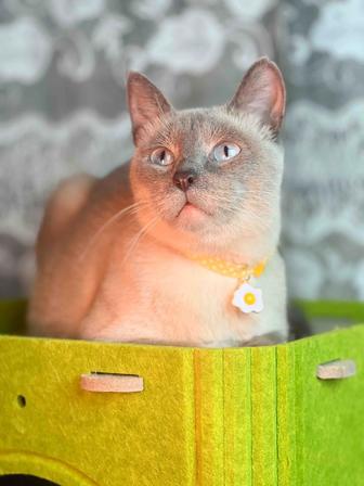 Сиамская кошка