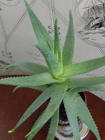 Цветок алоэ и вера