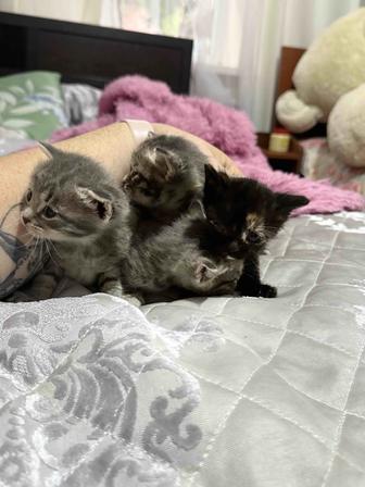 Отдам котят