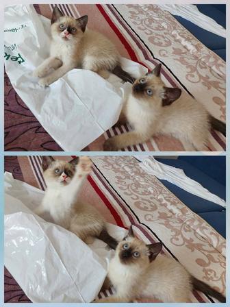 Котята мальчики 2 мес