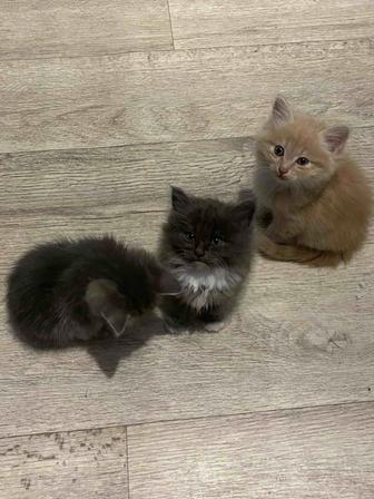 Отдам котят