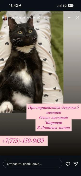 Пристрою срочно кошечку