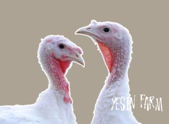 Белый широкогрудый инкубационные яйца индюков сильная порода