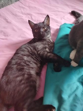 Отдам котенка