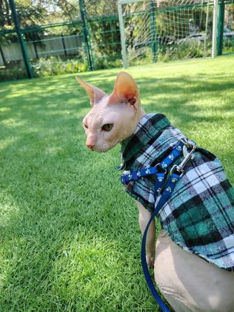 Отдам кошку бесплатно