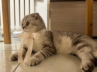 Кошка скоттиш fold