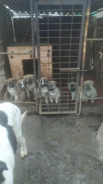 Щенки Турецкого Кангала-Сао