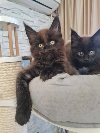 Котята мейн-кун