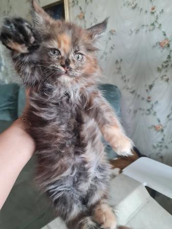 Котята мейн-кун