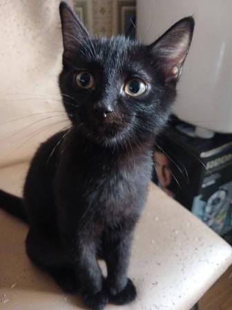Срочно отдам котенка