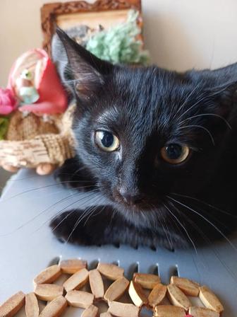 Срочно отдам котенка