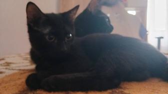 Срочно отдам котенка