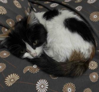 Отдам кошечку